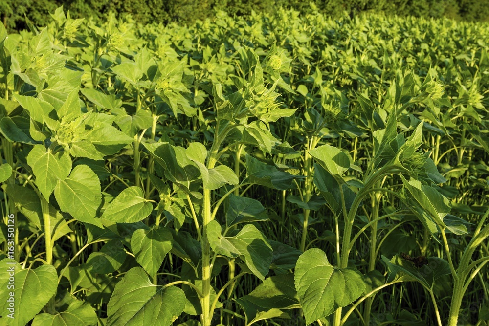 Field of young green sunflower plants. Agricultural landscape. Field of young green sunflower plants. Agricultural landscape.