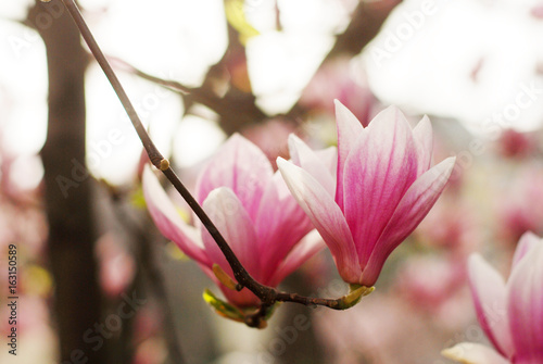 Magnolia flowers blossom