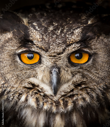 Face portrait of Eagle Owl, Bubo bubo.