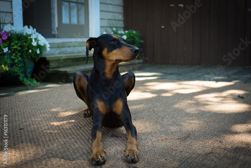 The Doberman