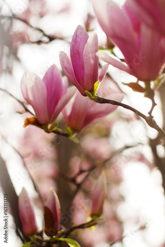 Magnolia flowers blossom © Maria Kazanova