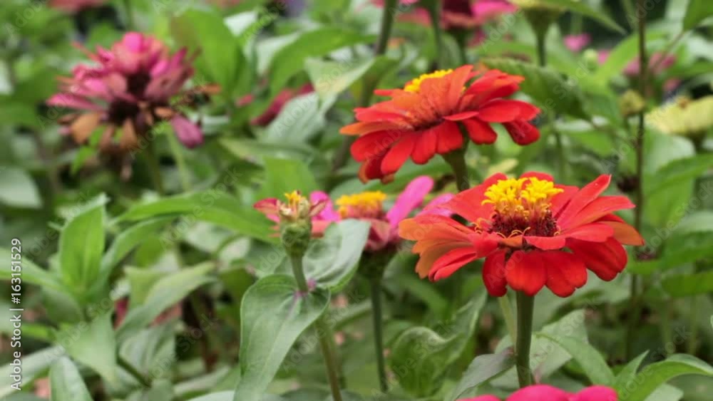 Red narrowleaf zinnia in the garden. Red narrowleaf zinnia in the garden.