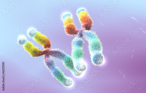 XX chromosomes with highlighted telomeres, illustration photo
