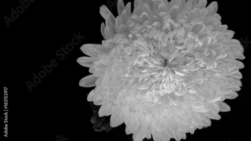 Chrysanthemum on black background, black and white color