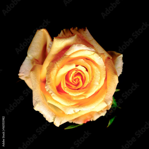 Top view and close up image on bright yellow rose and water drops on black background  for Valentine's Day