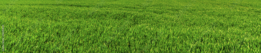 graan grass field fresh view summer hot