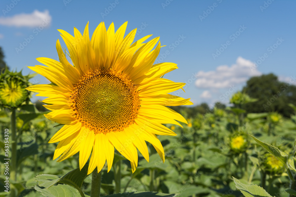 Sonnenblume Nahaufnahme im Sommer Sonnenblume Nahaufnahme im Sommer