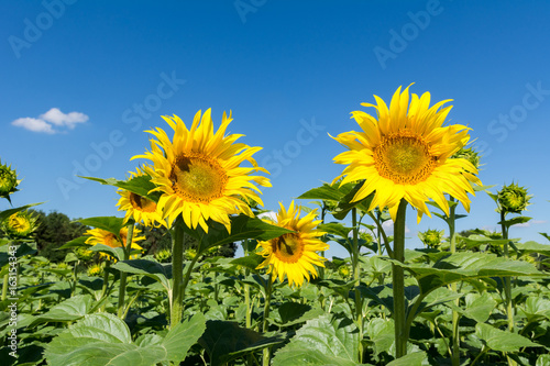 Sonnenblumenfeld mit blauem Himmel 