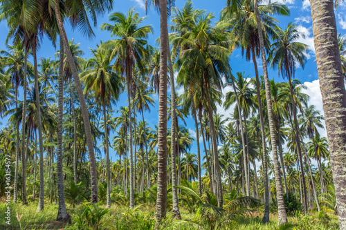 Coconut palm trees plantation in Thailand