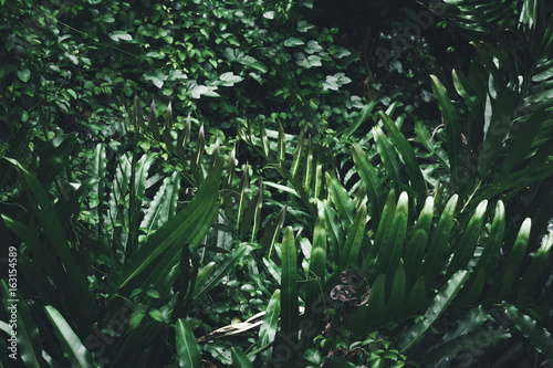 Nature green leaves in the garden. Nature concept. © SURIYAWUT