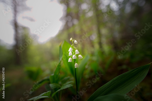 Lily of the valley blossomed in the dark forest photo