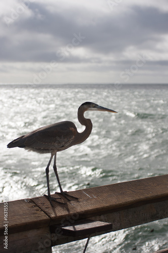 Heron on railing at pier