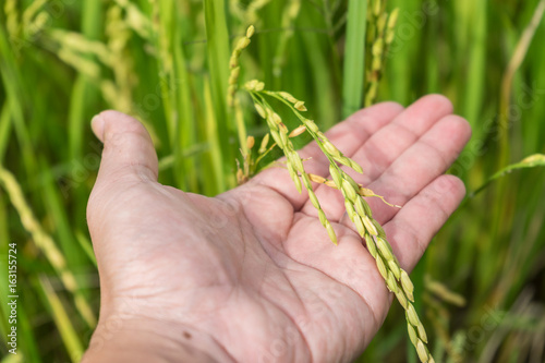 hand holding beautiful rice grains
