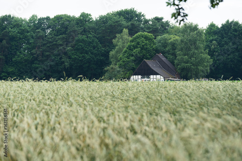 wheatfield and a house photo