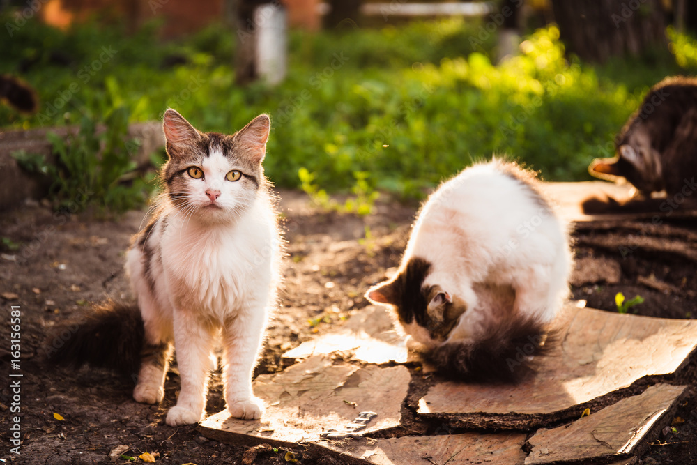 Street homeless cat Street homeless cat