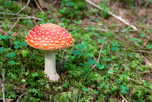Amanita muscaria (fly agaric or amanita) in conifer forest