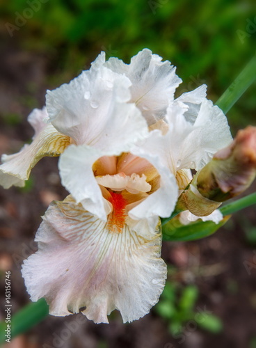 Fototapeta Naklejka Na Ścianę i Meble -  Beautiful portrait of light bearded iris flower