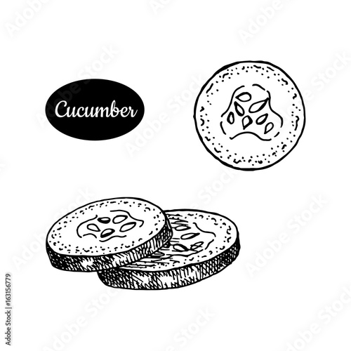 Hand drawn sketch style cucumber.