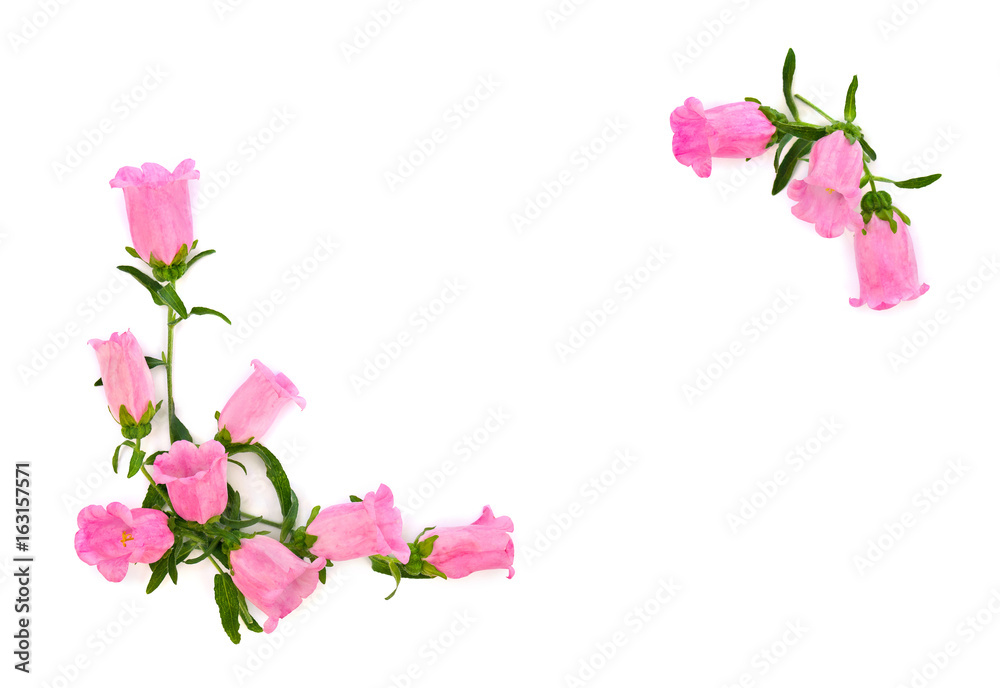 Pink flowers Campanula medium (common name: Canterbury bells, bell flower) on a white background with space for text. Top view, flat lay Pink flowers Campanula medium (common name: Canterbury bells, bell flower) on a white background with space for text. Top view, flat lay