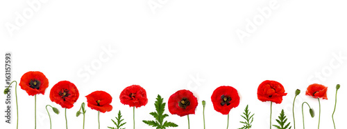 Red poppies (Papaver rhoeas) common names: corn poppy, corn rose, field poppy, Flanders poppy, red weed, coquelicot, headwark) on a white background. Top view, flat lay