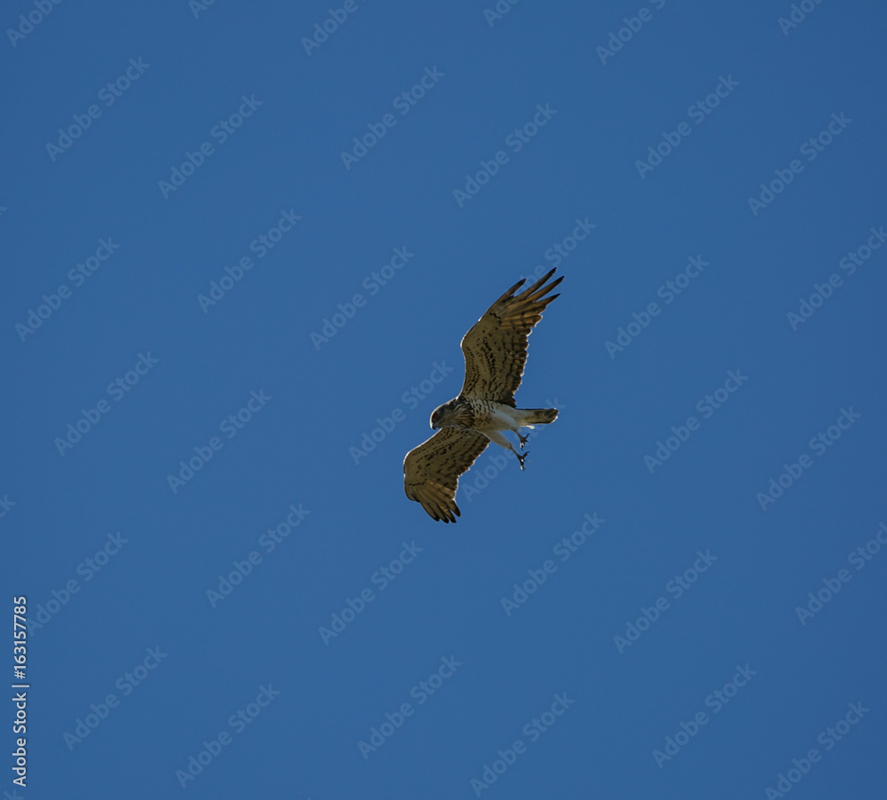 Obraz premium Buteo buteo flying