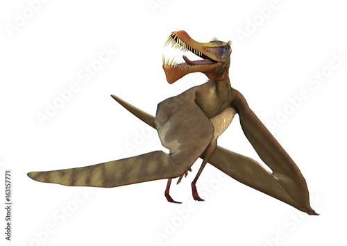 3D Rendering Pterodactyl Anhanguera on White photo