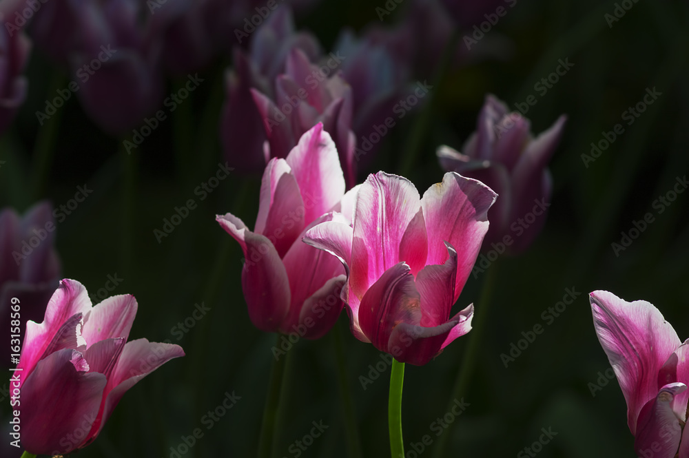 Fototapeta premium Flower tulips background