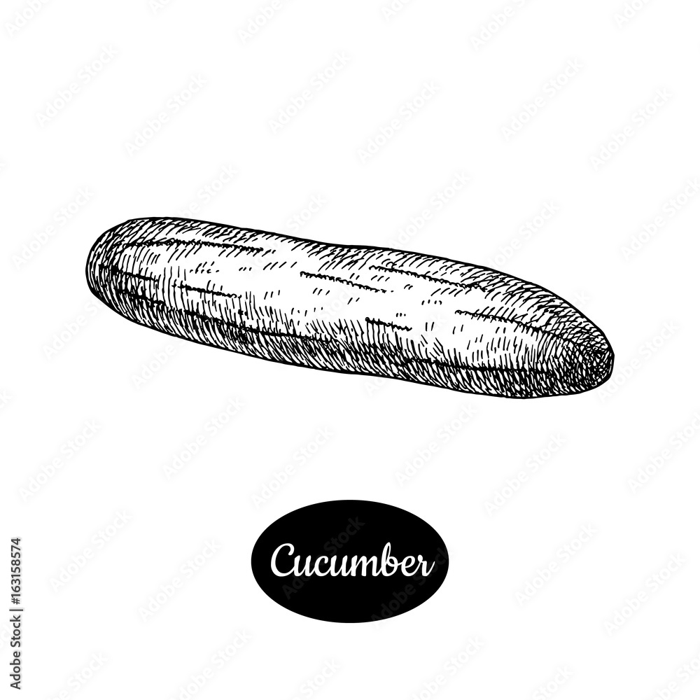 Hand drawn sketch style cucumber. Hand drawn sketch style cucumber.