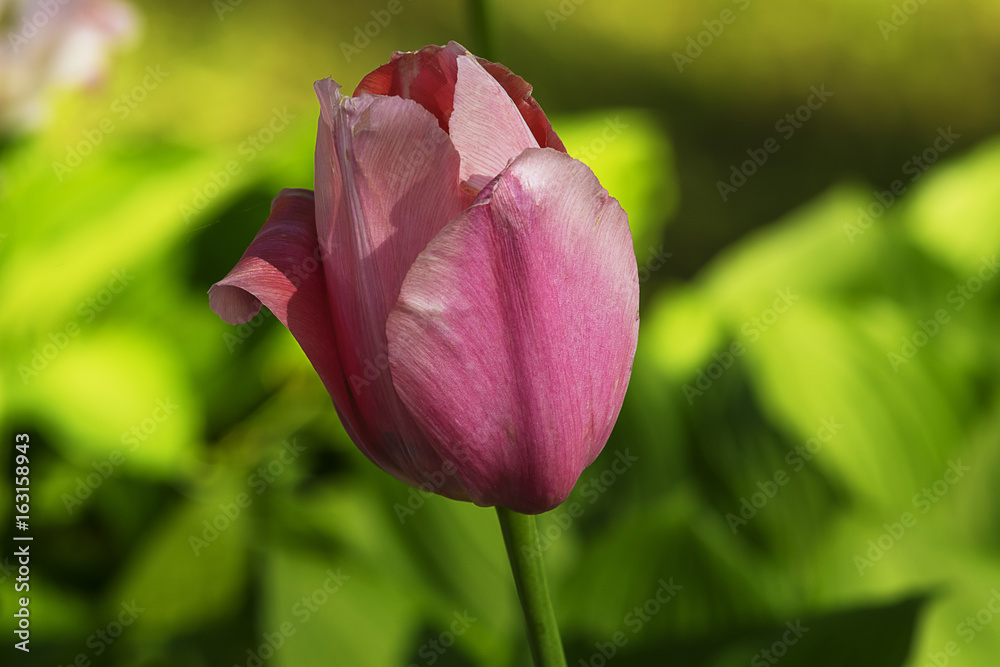 Flower tulips background