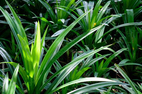 Green nature with copy space, pandan leaves.