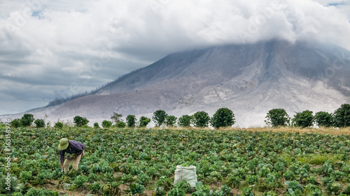 SINABUNG VOLCANO, SUMATRA, INDONESIA - September 28, 2016: Unidentified woman farmer ignores the volcano eruption and continues her work. Eruption of Sinabung killed several people in recent years