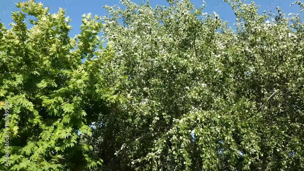 Wind shaking green trees in forest. Wind shaking green trees in forest.
