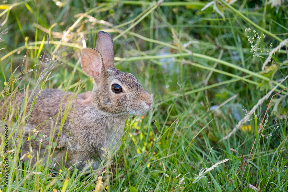 Cotton Tail Rabbit in the Wild Cotton Tail Rabbit in the Wild