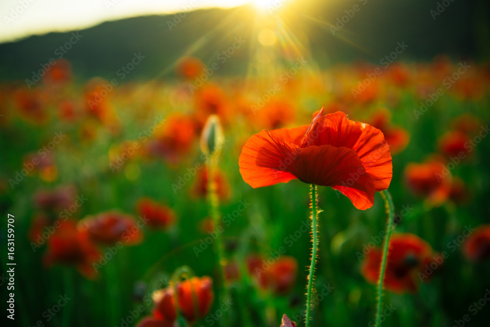 Fototapeta premium piękne pole maku