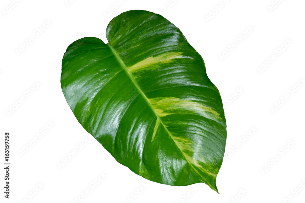 Tropical green leaf.