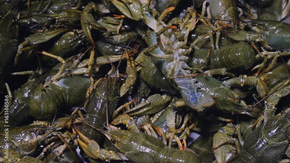 Background of the heap of live crawfish. Crawfish ready for a boil. Background of the heap of live crawfish. Crawfish ready for a boil.