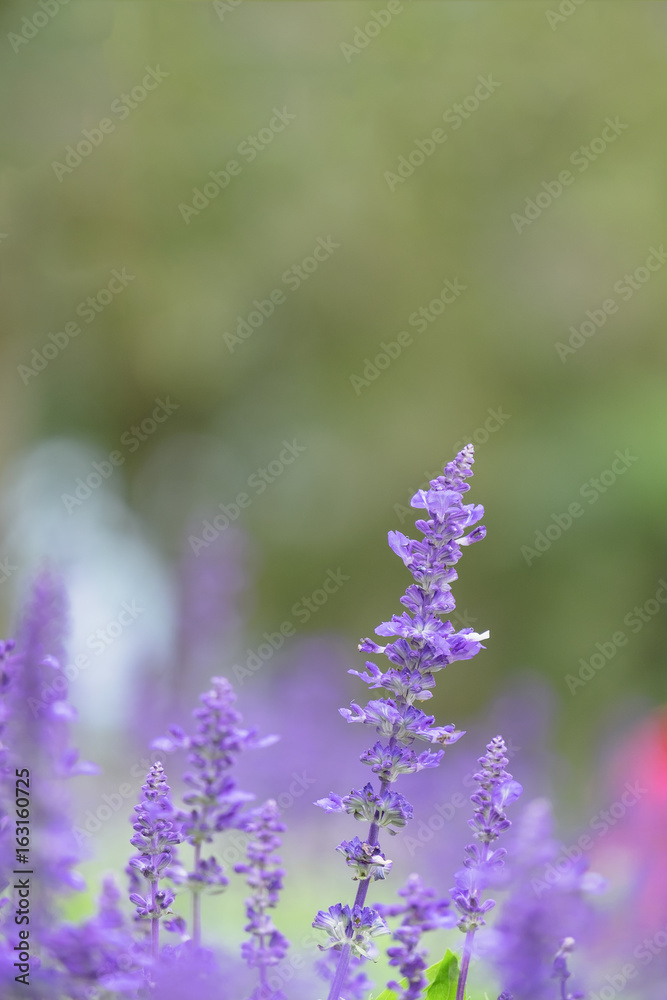 Naklejka premium Close-up of Blue Salvia (Blue sage, salvia farina-Cea) flowers blooming in the garden, ornamental plants spring with soft focus colorful flower background.