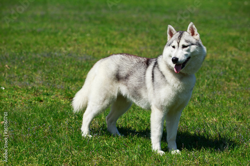 Valokuva dog breed Alaskan Malamute