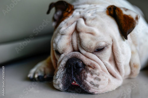 head of English bulldog sleep on the floor