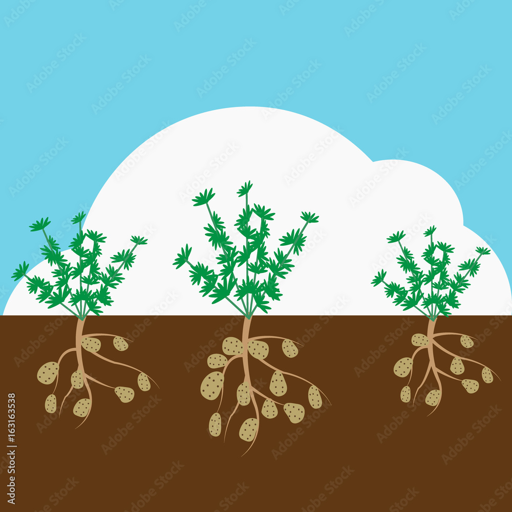 Potato grown underground. Vector flat cartoon illustration Stock Vector Adobe Stock