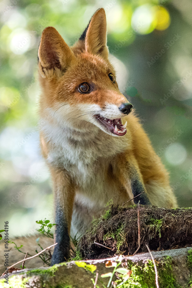 Fototapeta premium Red fox in the woods(Vulpes vulpes) 