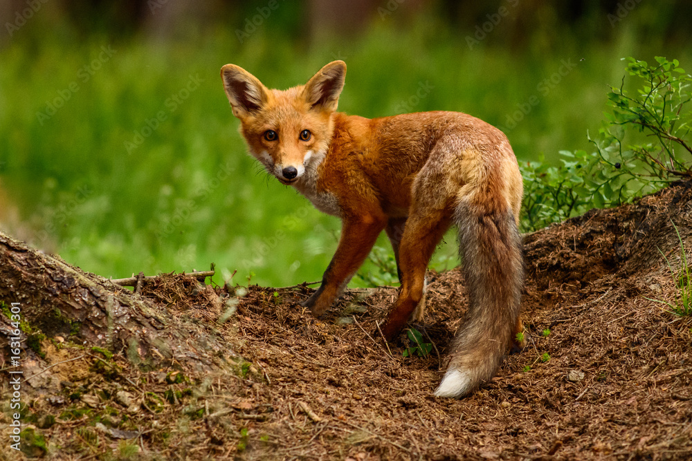 Red fox in the woods(Vulpes vulpes) Red fox in the woods(Vulpes vulpes)