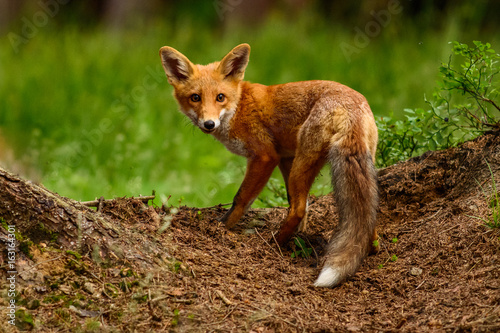 Red fox in the woods(Vulpes vulpes)  © vaclav