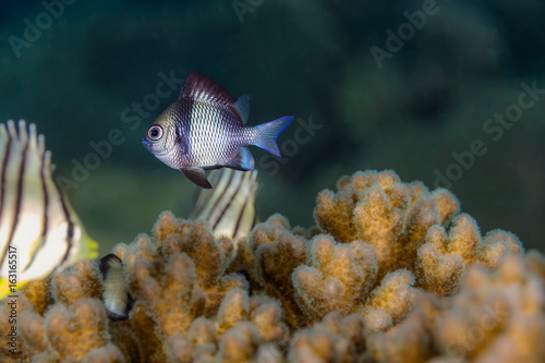 Two Stripe Damselfish (Dascyllus reticulatus) Fish