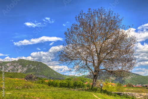 A big crumb of dried wood and a beautiful landscape  HDR Image.