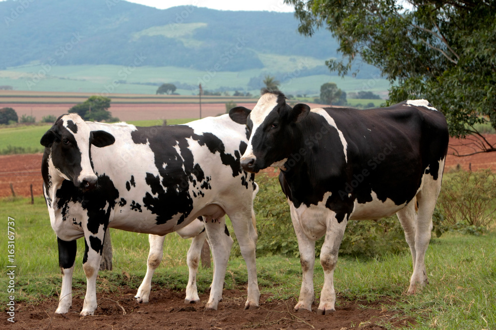 Fazenda de gado leiteiro