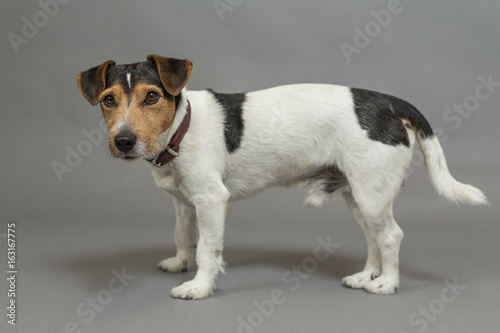 jack russell
