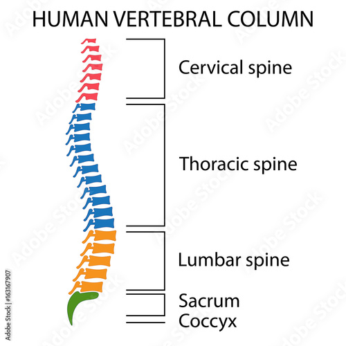 Diagram of a human spine.