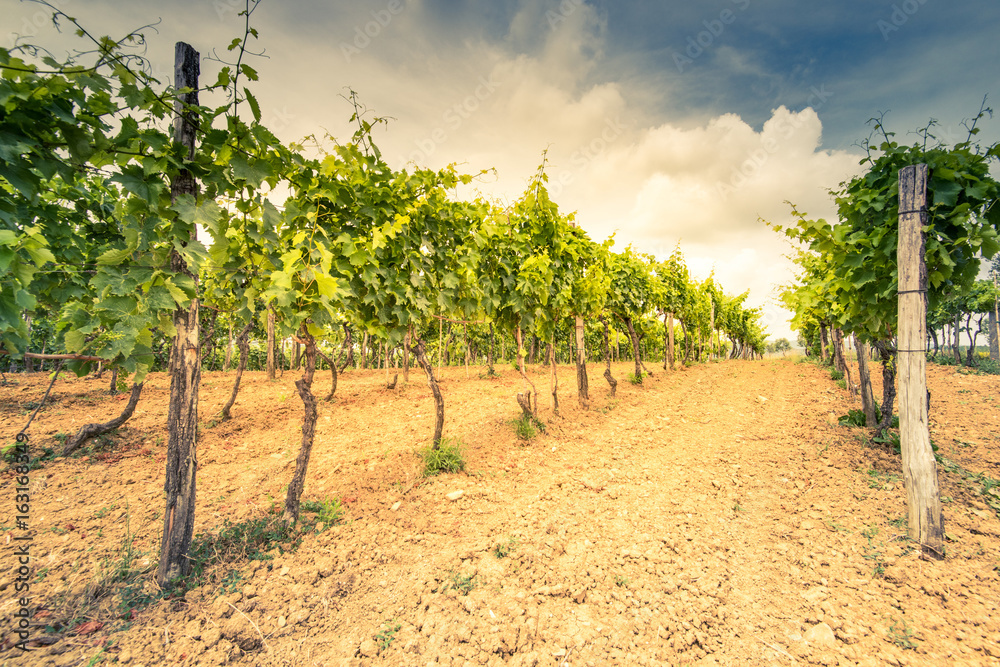 Toned image of vineyards and grape vine