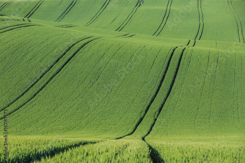 Wavy agricultural field with young wheat and tracks in Moravian Tuscany in Czech republic.